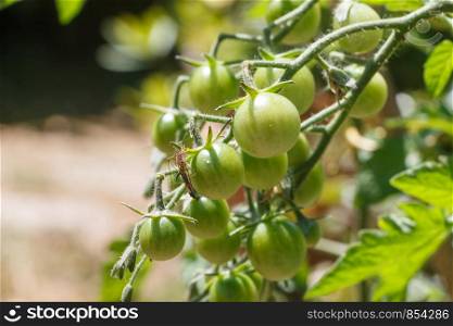 Green tomatoes ripening in a vegetable garden