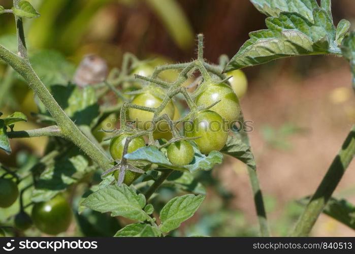 Green tomatoes ripening in an orchard during spring