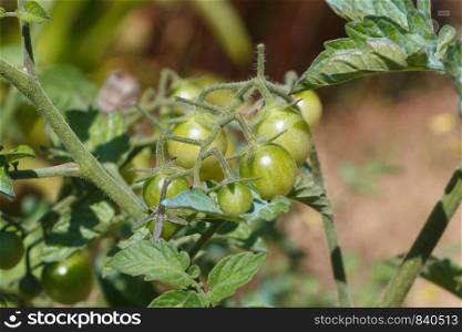 Green tomatoes ripening in an orchard during spring