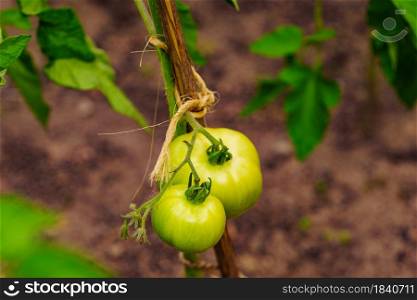 Green tomatoes vegetables growing in garden. Agriculture. Green tomatoes growing in garden