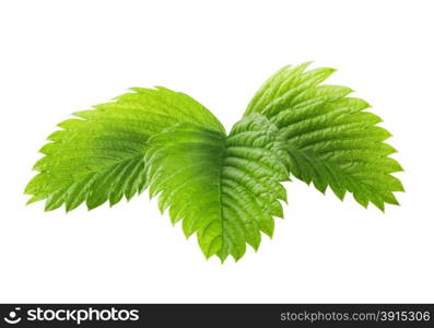 Green toothed leaves fresh strawberry isolated on white background. Green toothed leaves fresh strawberry