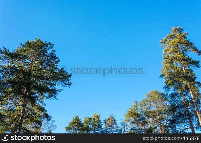 Green tops of pines and birches without leaves against a blue cloudless sky.