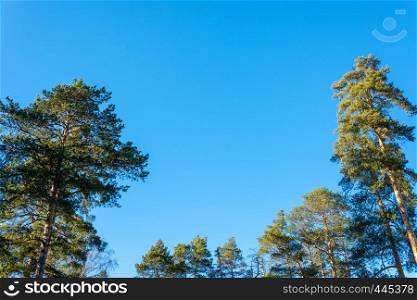 Green tops of pines and birches without leaves against a blue cloudless sky.