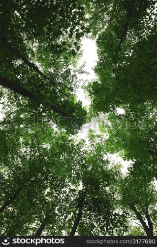 Green tops of tall maple trees