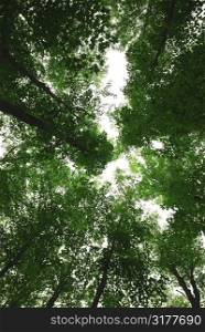 Green tops of tall maple trees