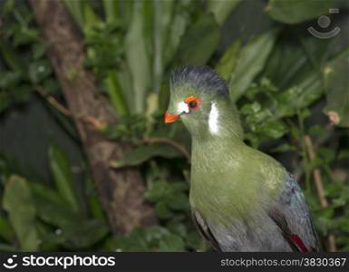 green touraco bird in dutch zoon