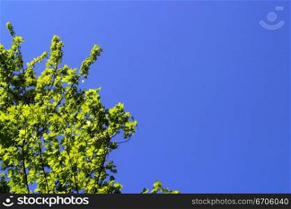 Green tree against a blue sky.