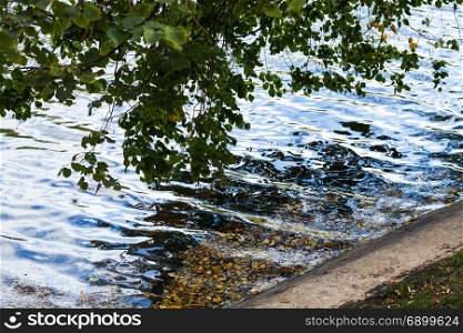 green tree and fallen leaves on waterfront of Clean Ponds in Moscow city in september