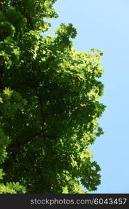 green tree brances frame corner with blue sky and sun flare in background