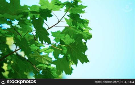 green tree brances frame corner with blue sky and sun flare in background