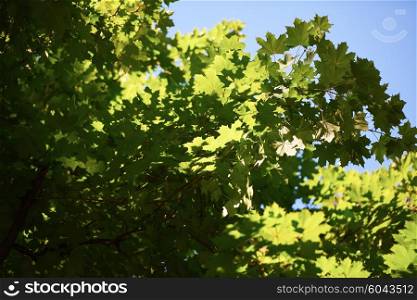 green tree brances frame corner with blue sky and sun flare in background