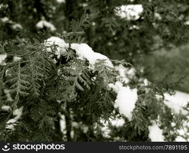 Green tree branch coniferous covered by snow. Winter scenery