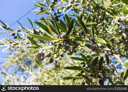 Green tree, bush with growing, ripening dark olives. Mediterranean plants, food concept.. Tree, bush with growing, ripening olives