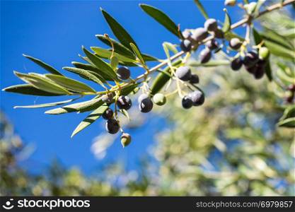 Green tree, bush with growing, ripening dark olives. Mediterranean plants, food concept.. Tree, bush with growing, ripening olives