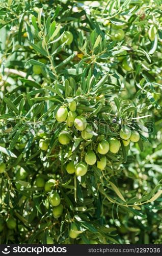 Green tree, bush with growing, ripening green olives. Mediterranean plants, food concept.. Tree, bush with growing, ripening olives