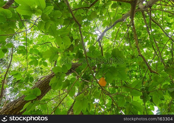 Green tree canopy background.