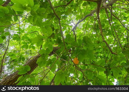 Green tree canopy background.