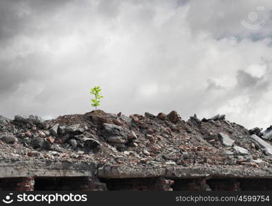 Green tree. Conceptual image of green sprout growing on ruins