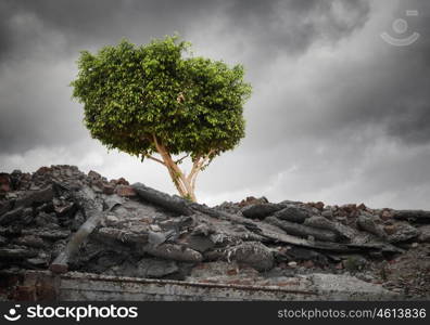 Green tree. Conceptual image of green tree standing on ruins