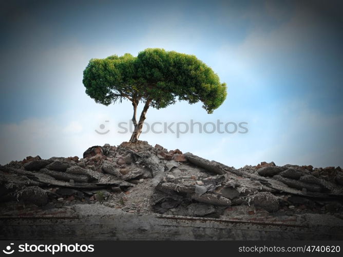 Green tree. Conceptual image of green tree standing on ruins