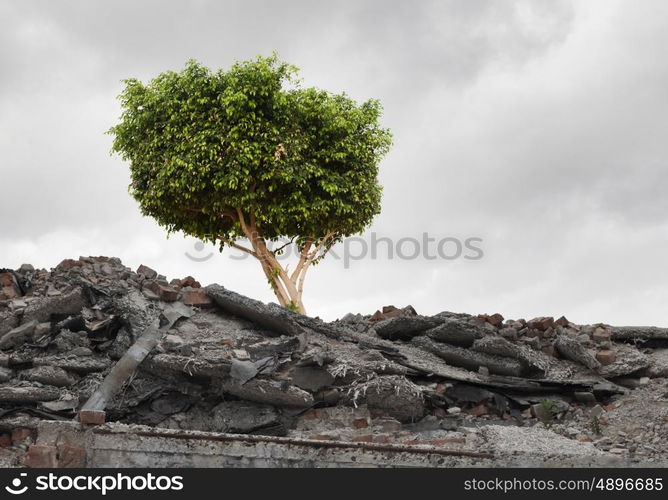 Green tree. Conceptual image of green tree standing on ruins