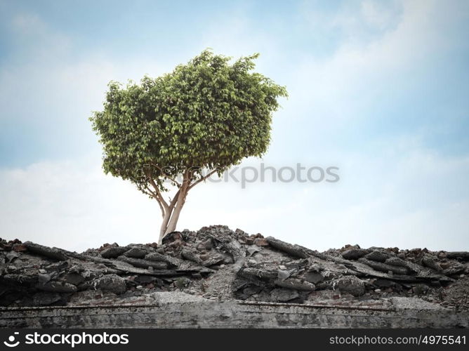 Green tree. Conceptual image of green tree standing on ruins