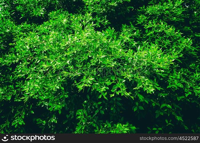 Green Tree Foliage In Spring