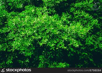 Green Tree Foliage In Spring