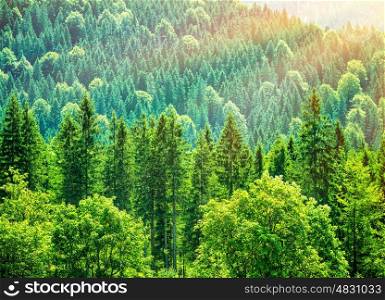 Green tree forest background, beautiful bird eye view on fresh pines in the morning sun light, Europe, Germany, Alpine mountains
