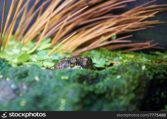 Green tree frog (Litoria caerulea) sitting in swamp