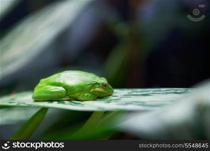 Green tree frog (Litoria caerulea) sleeping on the tree