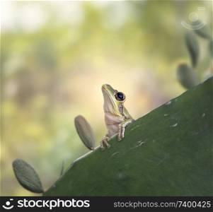 Green tree Frog on a cactus leaf