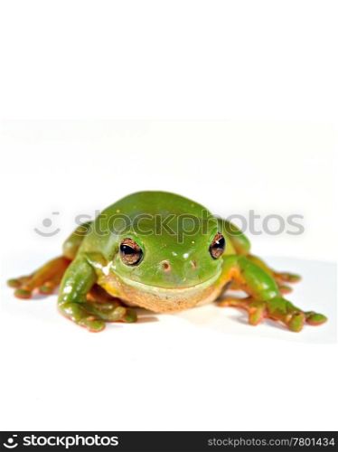 green tree frog on white ready to jump. green tree frog