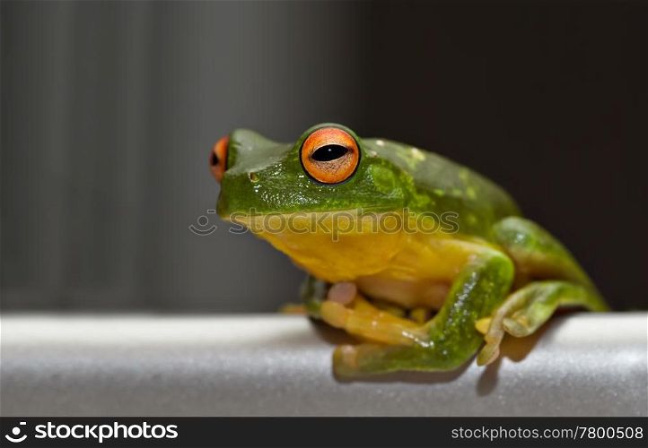 green tree frog sits on brushed metal and metallic background. tree frog on metal