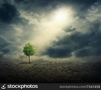 Green tree growing among cracked desert ground, with the sun rays casting on it. Life ecology, environmental concept and climate change.