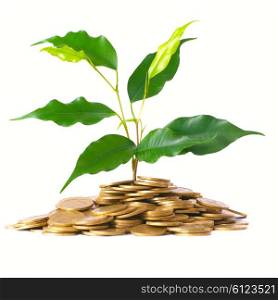 Green tree growing from the pile of golden coins. Money financial concept.