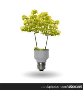 green tree growing out of a bulb