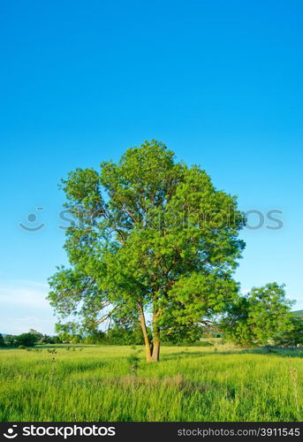 green tree in green field, summer background