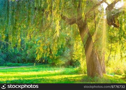 Green tree in green forest with green grass at sunset