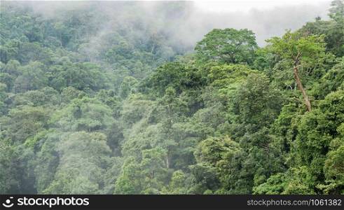 Green tree in the forest view on top jungle tropical with fog misty after rain
