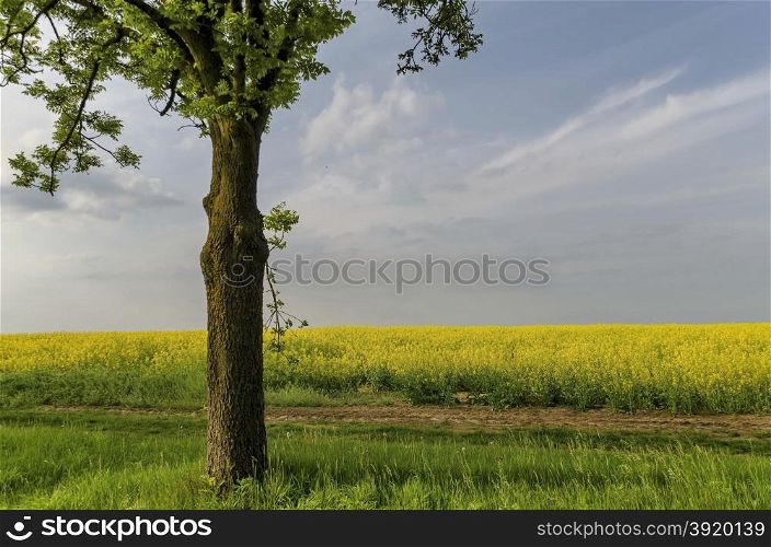 Green tree in the yellow colza field with blue sky, wonderful intense colors, Ludogorie, Bulgaria