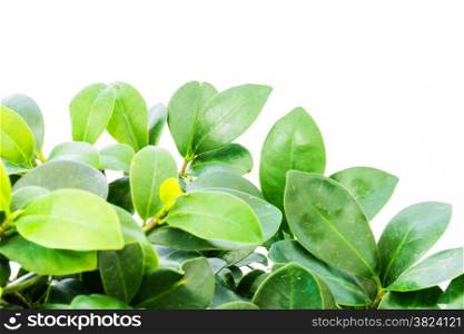 Green tree isolated on white