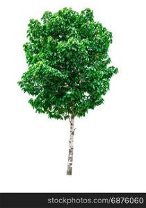 Green tree isolated on white background.