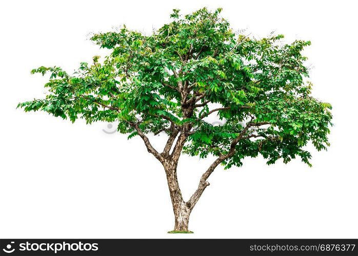 Green tree isolated on white background.