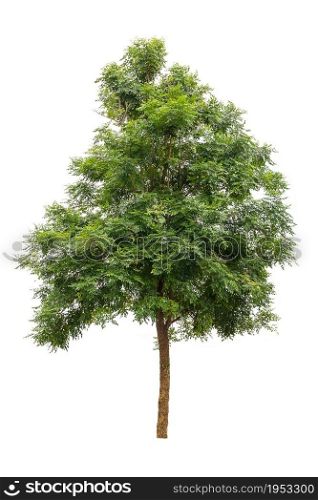 Green Tree Isolated On White Background, Tropical Trees Isolated Used For Design, Advertising And Architecture