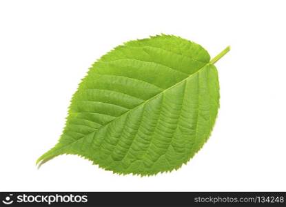 Green tree leaf summer nature isolated white background