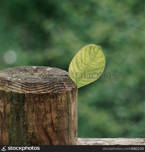 green tree leaf textured in the nature in summer