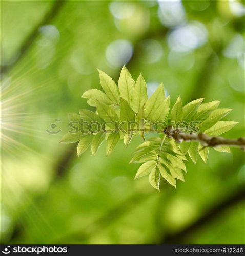 green tree leaves and branches in autumn in the nature