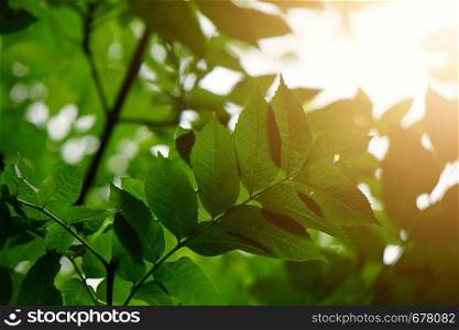 green tree leaves and branches in summer in the nature, green background