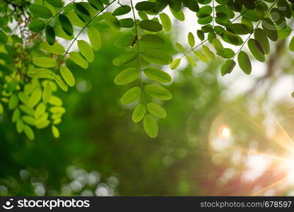 green tree leaves and branches in summer in the nature, green background